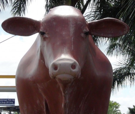 Bull head